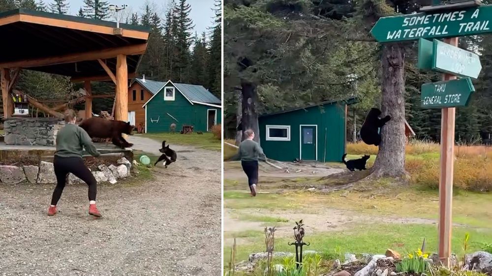 A palos tras un oso para que no se coma a tu perro