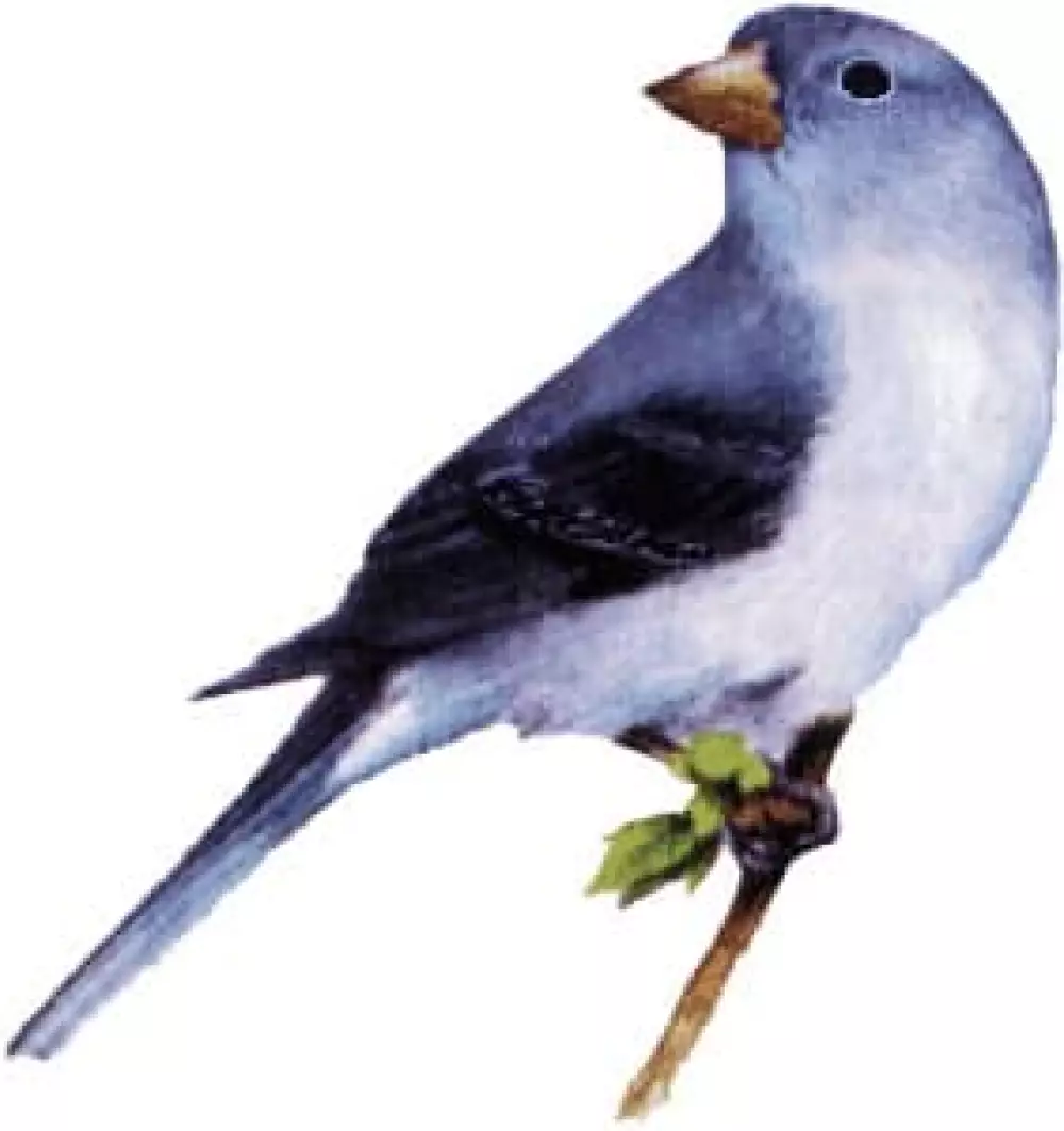 Pinzón Azul