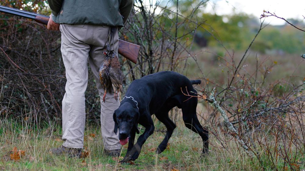 Cuidado, que no inscriban a tu perro o hurón como animal de compañía