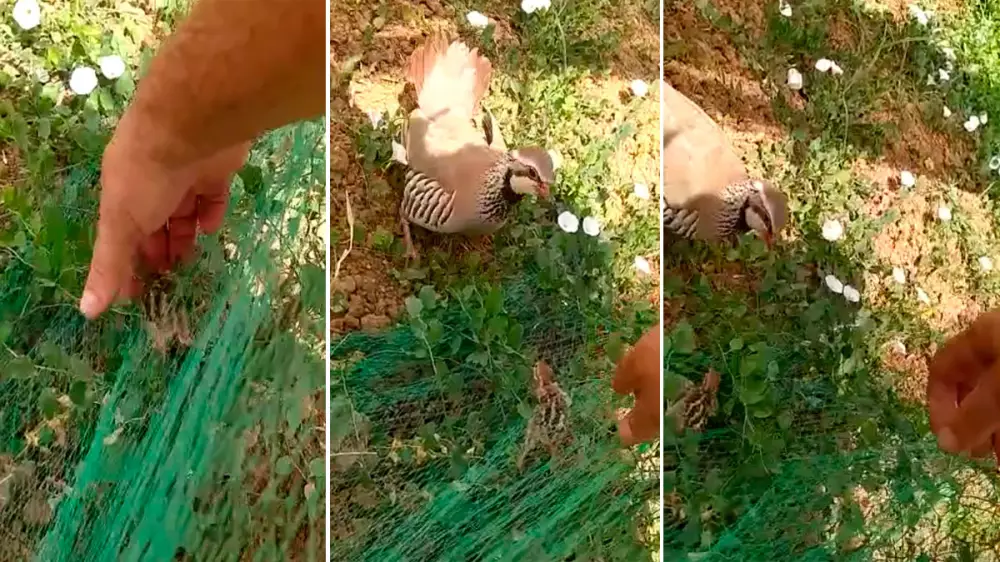 Un cazador salva la vida de un pollo de perdiz roja atrapado en una malla de un huerto