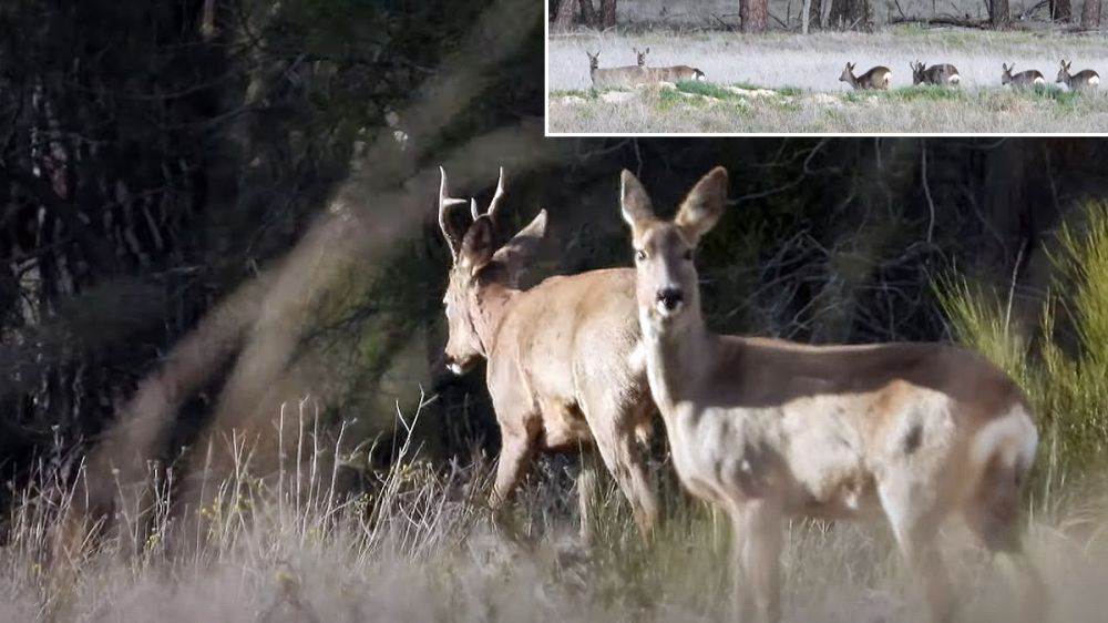 Un corzo rodeado de seis hembras: el vídeo del momento