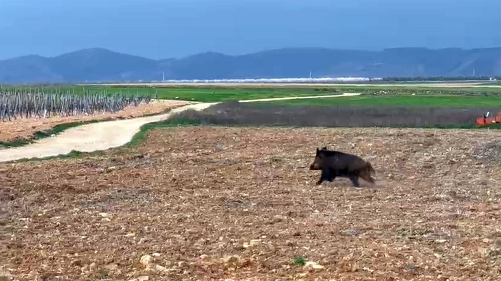 Un enorme jabalí, de paseo por un pueblo de Ciudad Real