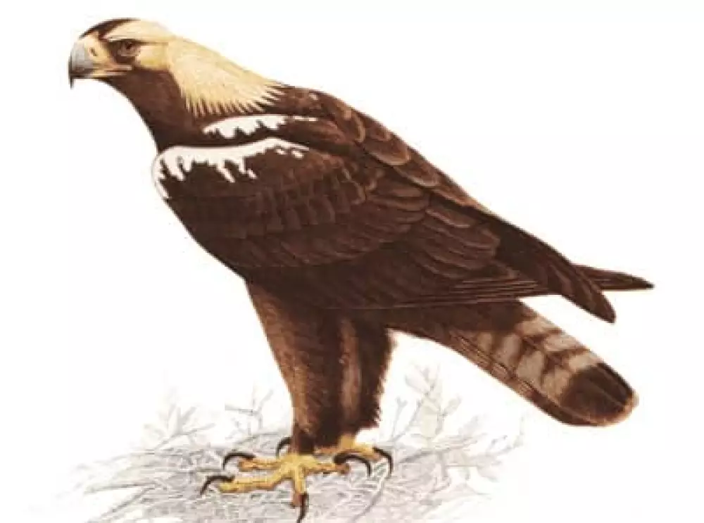 Aguila Imperial Ibérica