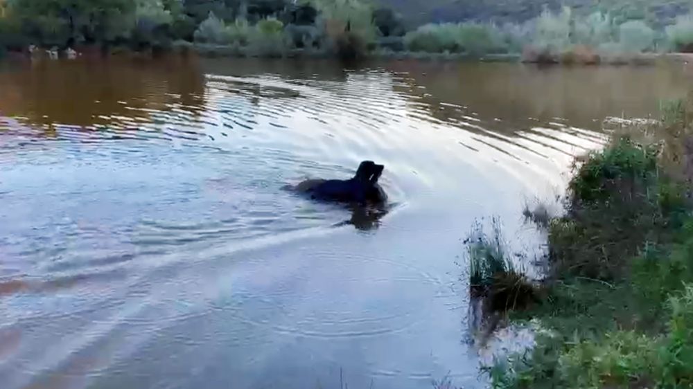 Un perro de caza cobra una cierva desde la otra orilla del río