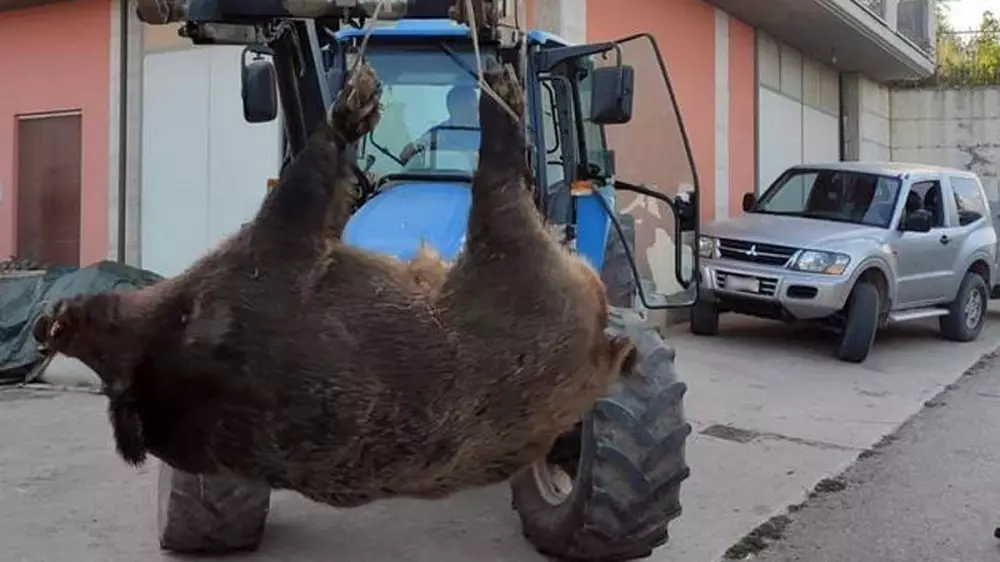 Un jabalí de 264 kilos que necesita un tractor para poder moverlo