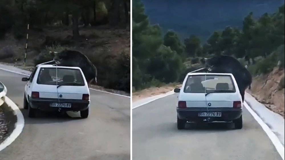 Ata un gigantesco jabalí muerto al techo de su Peugeot