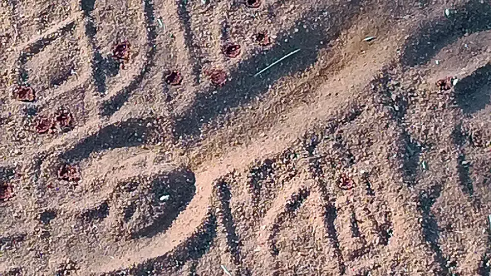 Millones de aves migratorias muertas por la cosecha nocturna del olivar