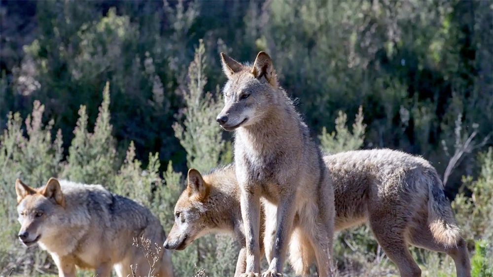 25 ataques de lobo al mes solo en Palencia: cuatro veces más que antes de la protección del lobo