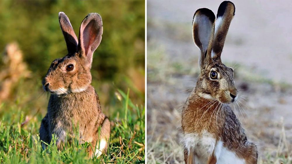 Conejos y liebres, en claro declive en España: las enfermedades que los están matando