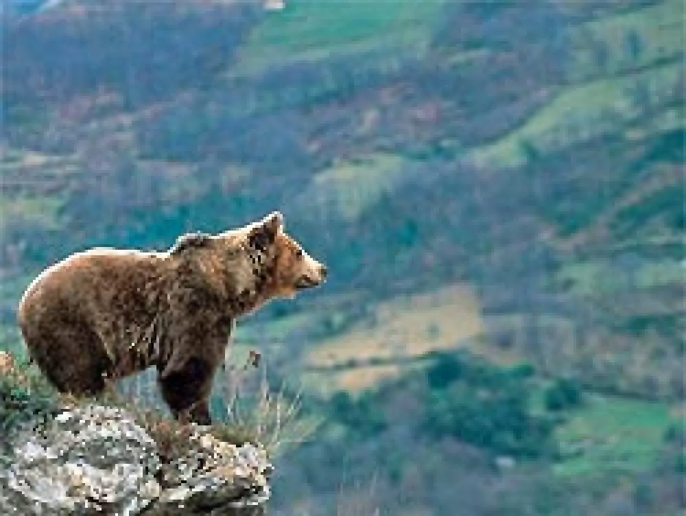 Asturias impulsa un proyecto que estudiará la evolución de la población de osos pardos