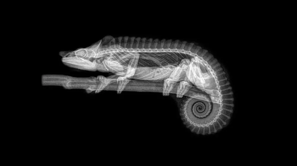   radiografías animales