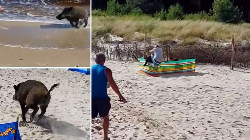 Un jabalí siembra el pánico en una playa embistiendo a los bañistas