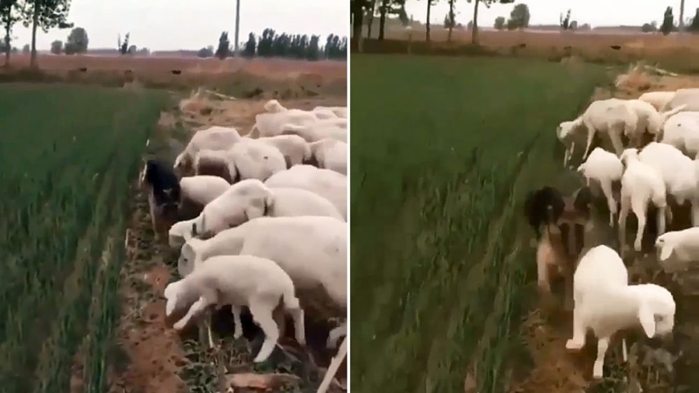 Dos perros de la raza border collie pastorean un jabalí