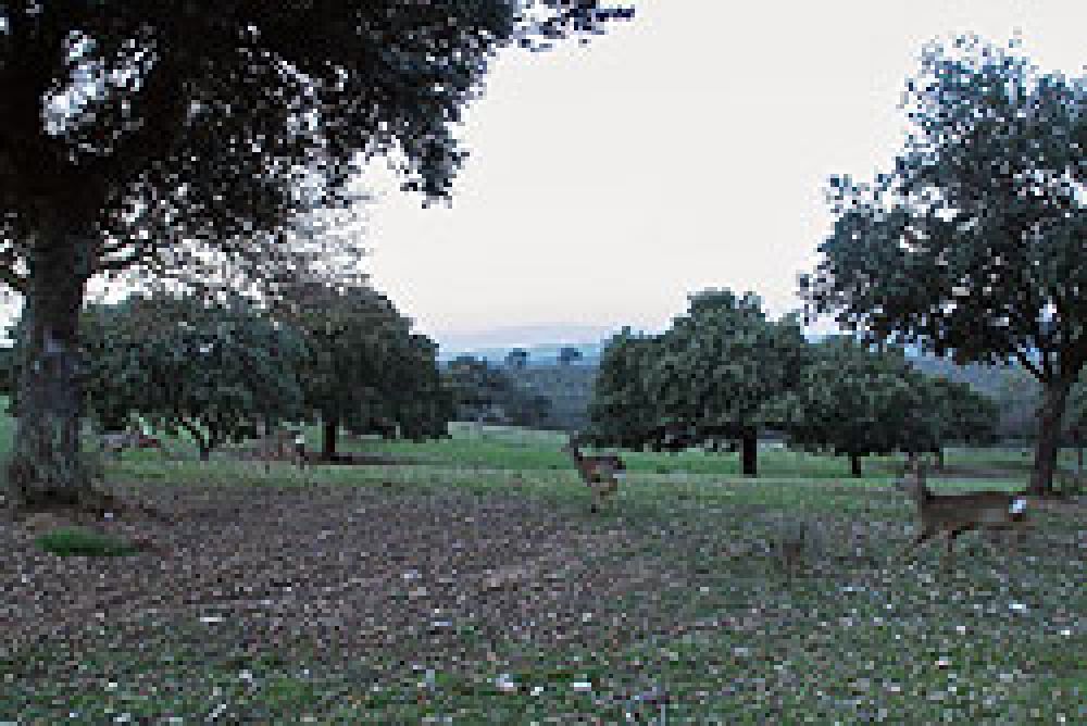 Se inicia el refuerzo de las poblaciones de corzo de Sierra Morena