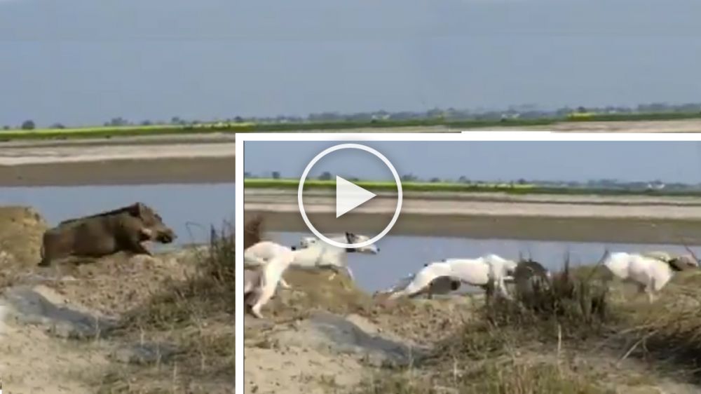 El mundo al revés: un jabalí persigue a varios perros de caza