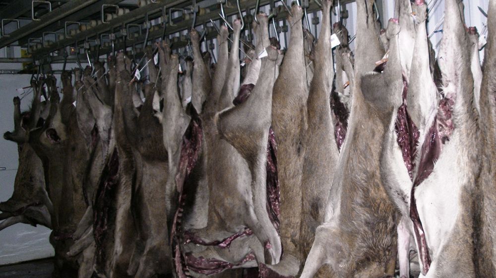 El sector productor de carne de caza se rebela contra los precios actuales