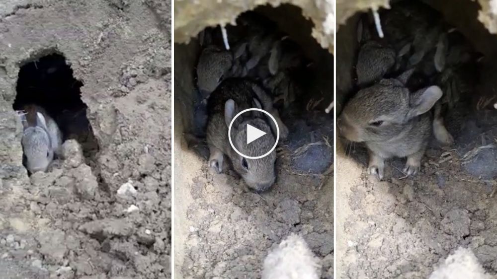 Una gazapera de conejos y sus crías, grabada con todo detalle