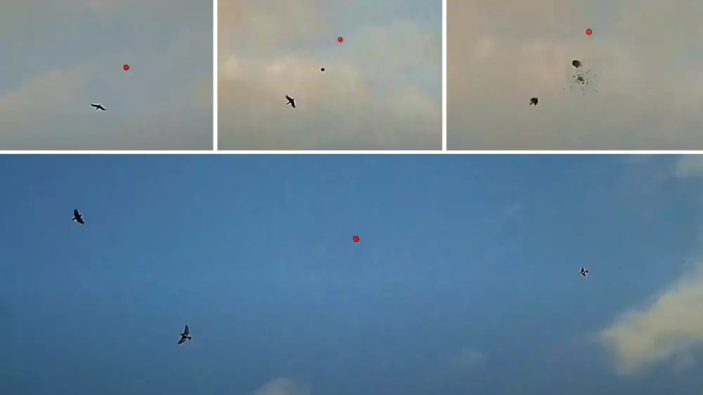 Caza de zorzales grabados con ShotKam: disparos y lances en primera fila