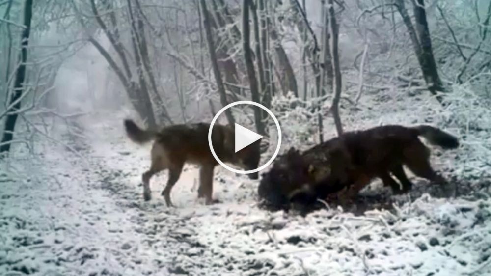 Tres lobos cazan y se llevan un jabalí actuando como un perfecto equipo