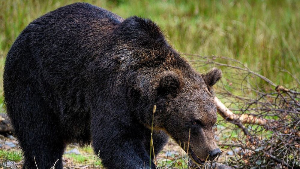 Oleada de ataques de osos pardos a personas en Eslovaquia