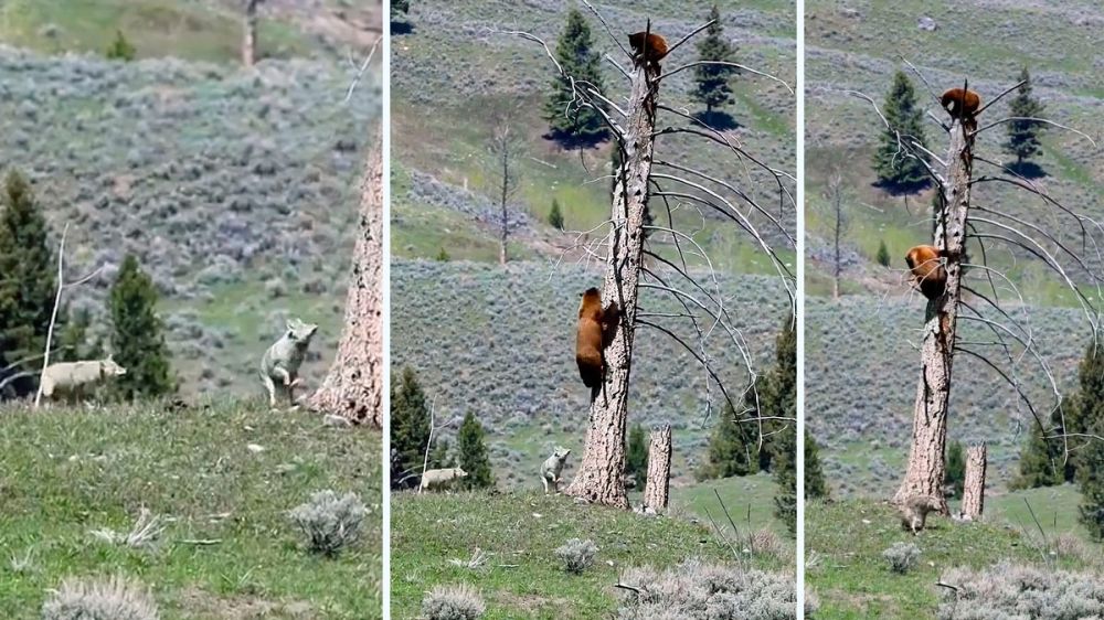 Una osa y su cría sobreviven al ataque de varios lobos subiendo a un árbol
