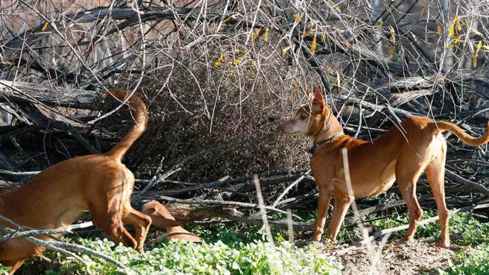 El PSOE permitirá que los perros de trabajo sean considerados de compañía en la ley animalista