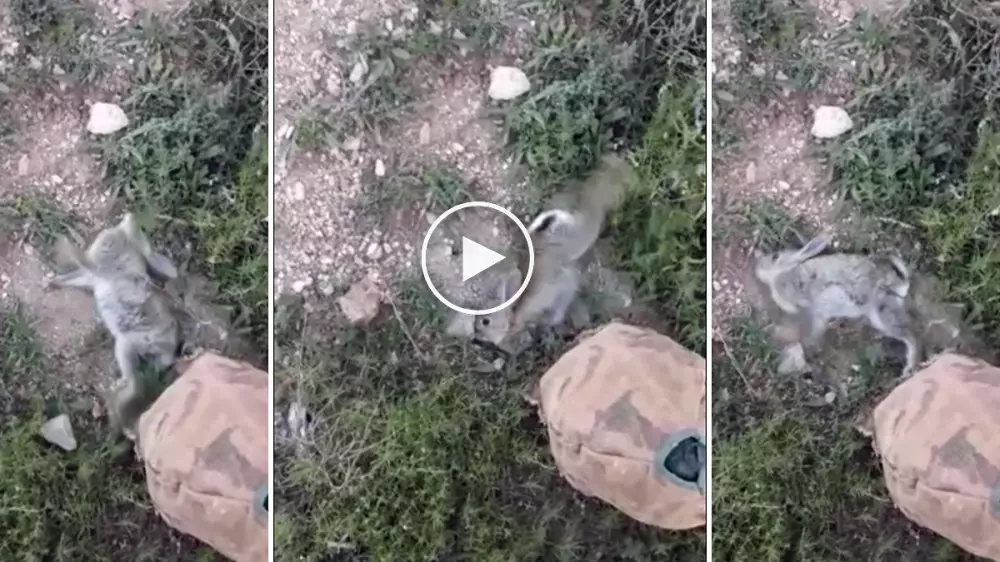 El vídeo de un conejo enfermo que descorazona al cazador