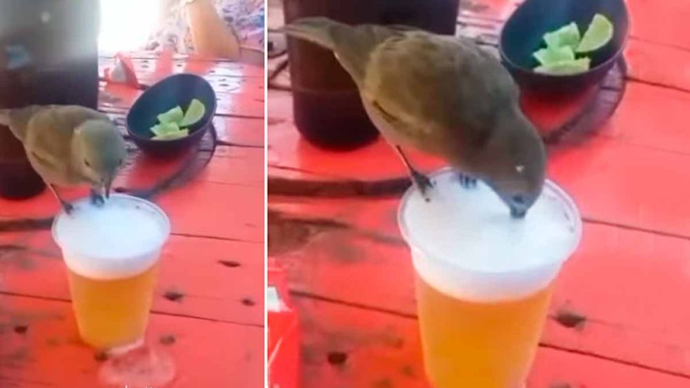 Un pájaro combate la ola de calor bebiendo cerveza