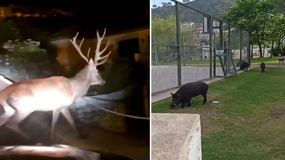 Jabalíes y ciervos invaden las calles de una localidad malagueña