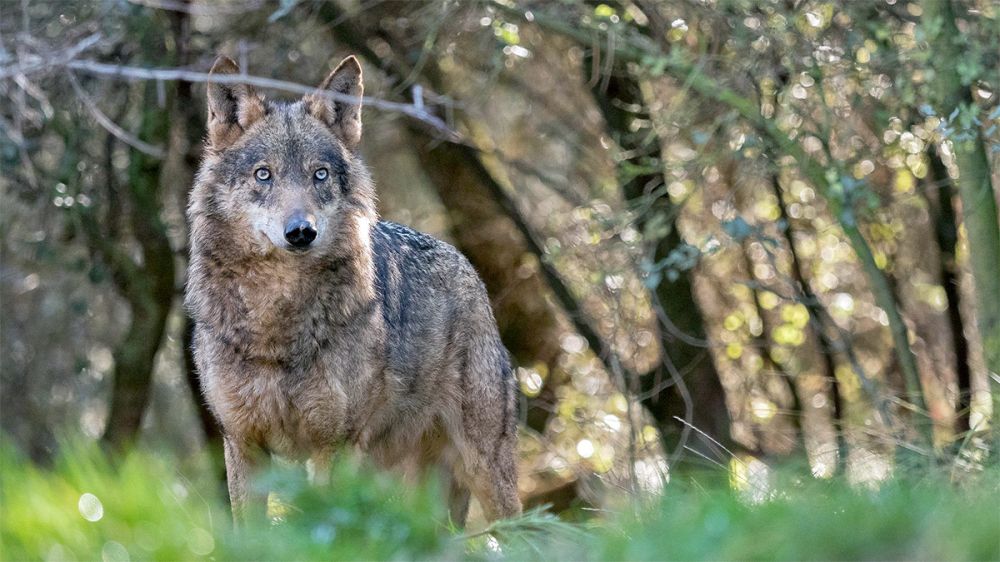 ASCEL presenta una querella criminal en Cantabria por la política de control de lobos de Revilla y la quieren hacer extensiva a Asturias