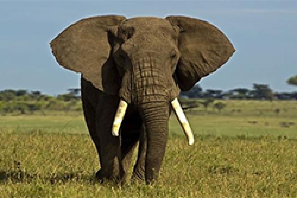 EE.UU. retrasa su decisión de levantar la prohibición a importar trofeos de elefantes