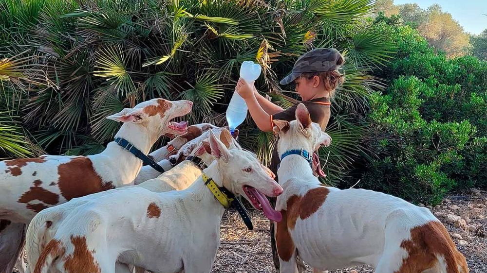 Una podenquera de cuatro años enseña cómo los cazadores cuidan de sus perros