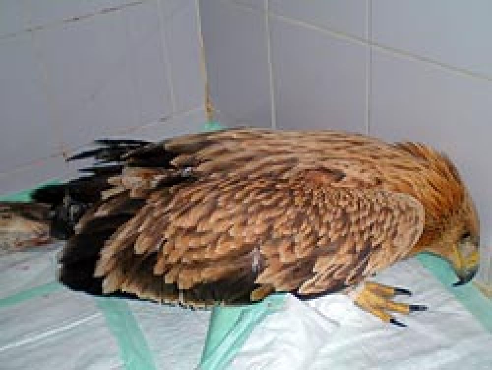 Se investiga la autoría de los disparos contra un águila imperial