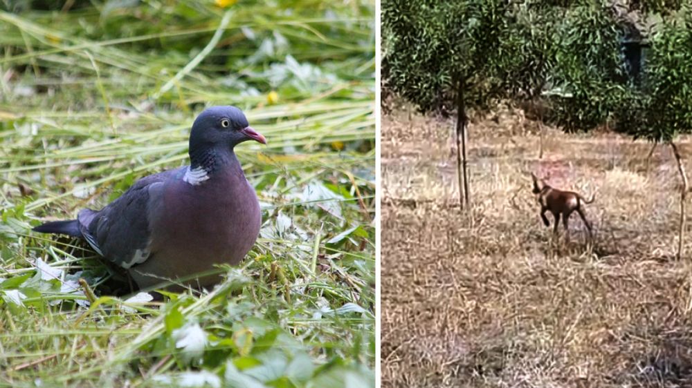 Una podenca andaluza queda inmóvil ante una paloma torcaz