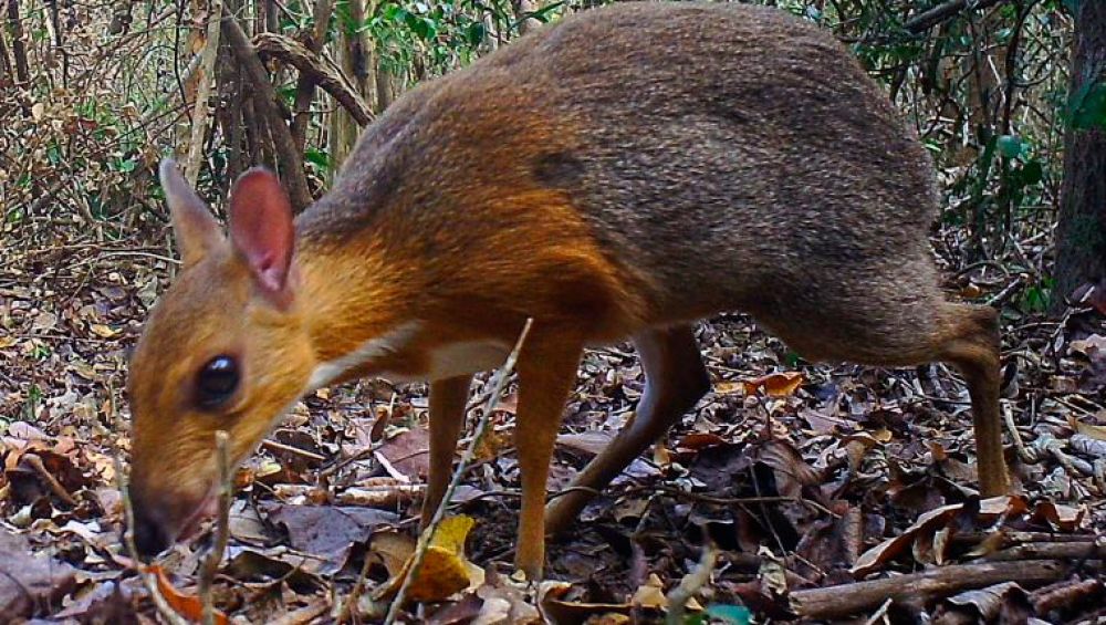 Se creía extinto: redescubren el ciervo ratón vietnamita