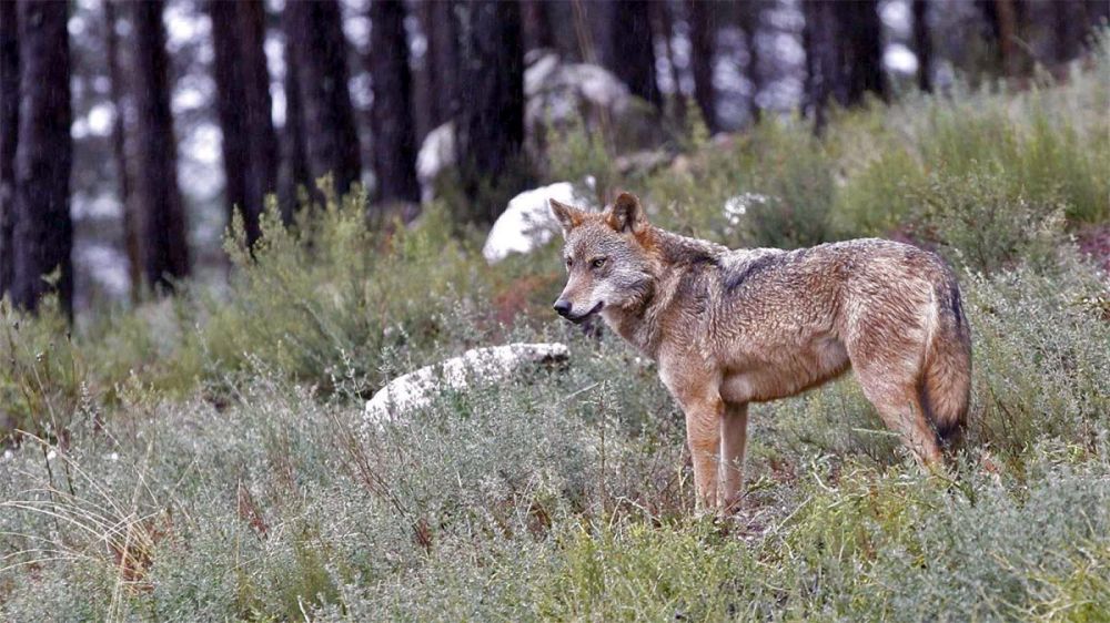 Ordenan minimizar daños de una manada de lobos conflictiva «por medios no cruentos y sin capturarlos»