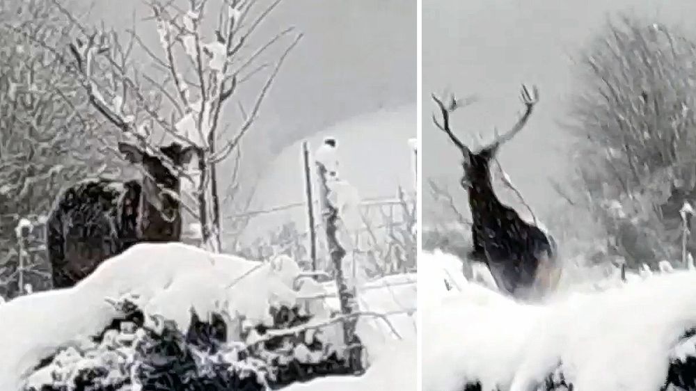 El temporal de nieve empuja a un ciervo a acercarse a las casas buscando alimento