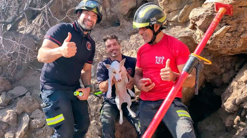 Ocho horas de angustioso rescate: los bomberos salvan a una perra de caza que cayó en una grieta entre las rocas