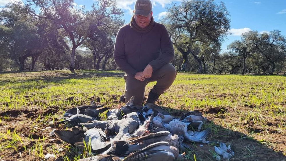 Caza de palomas torcaces a cimbel