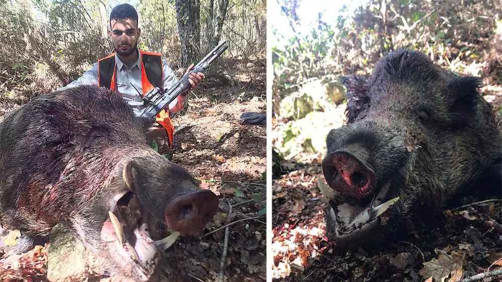 Un joven cazador gallego cumple su sueño de abatir un jabalí de 147 kilos y no puedo contener la alegría
