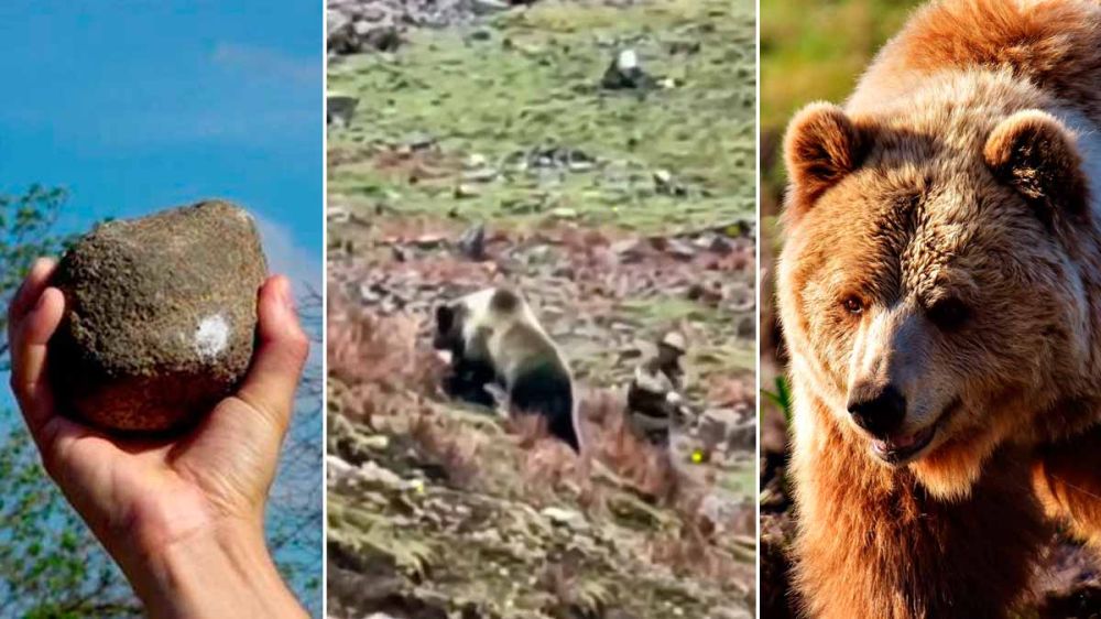 A pedradas con un oso: un pastor intenta salvar desesperadamente la vida de su animal