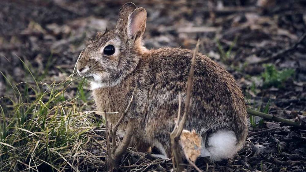 Las lluvias torrenciales caídas en mayo diezman las poblaciones de conejos