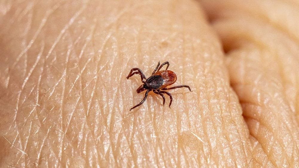 Participa en el ‘Cuestionario sobre la picadura de garrapatas y la alergia a la carne roja en humanos’