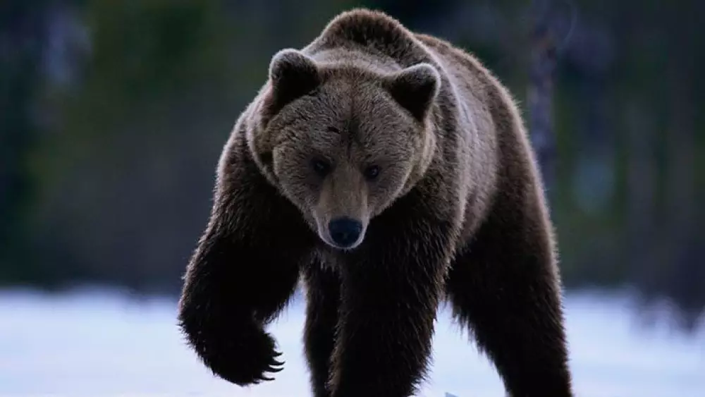 Un oso acaba con la vida de un guía de caza