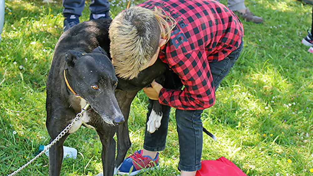 II Campeonato de Carrera de Galgos 