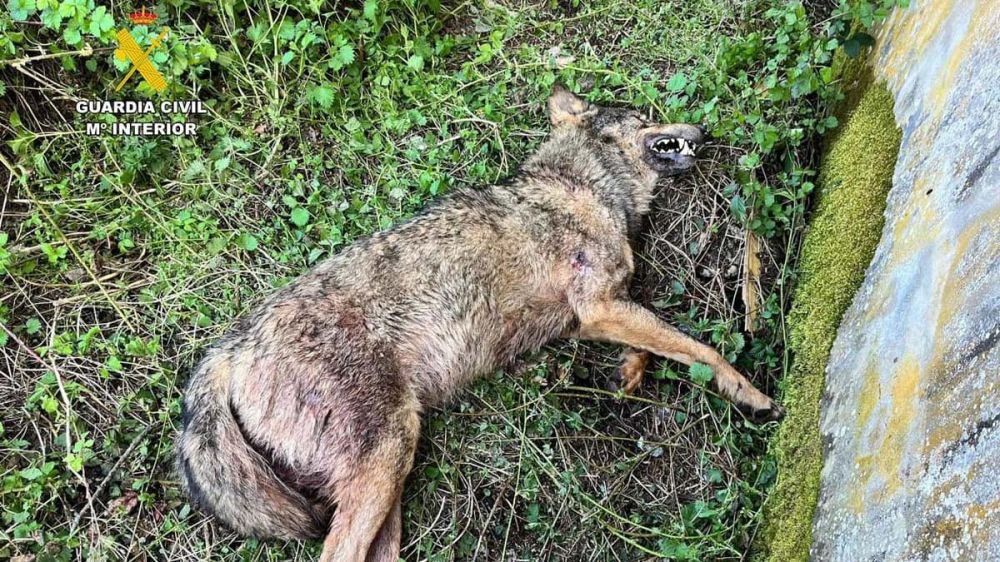 Descartado el disparo como causa de la muerte del lobo hallado en Palencia