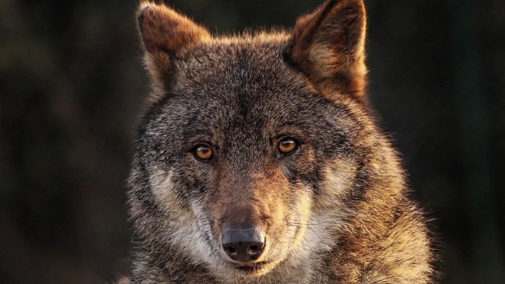 Dos jóvenes aseguran que un lobo les persiguió y les mordió repetidas veces