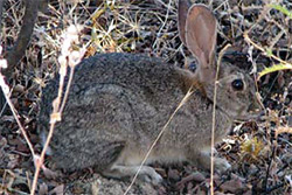 Se amplia el área de emergencia cinegética temporal para evitar daños del conejo