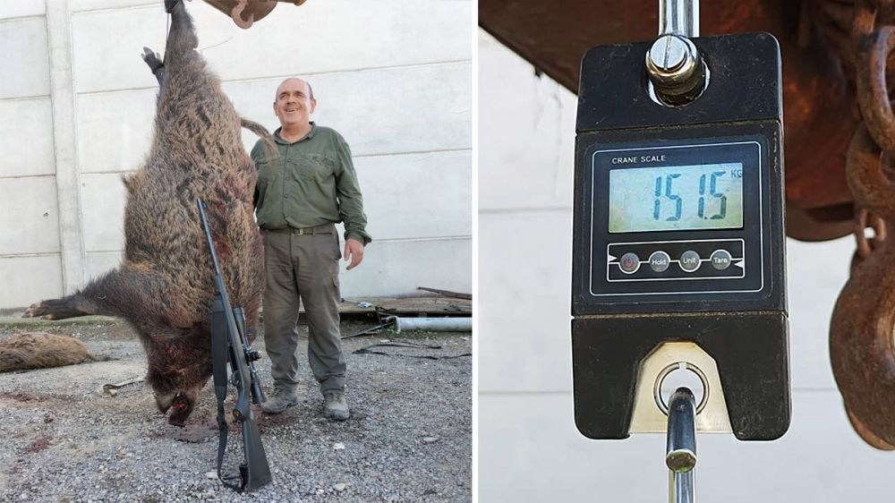Cazan un impresionante jabalí de 151 kilos en Cataluña