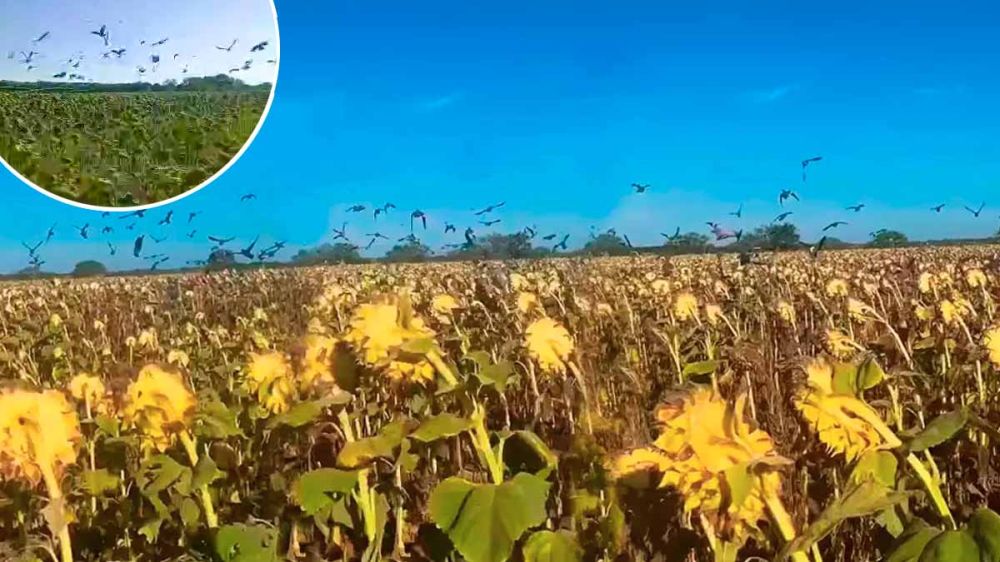 Un inmenso bando de palomas torcaces arrasa un cultivo de girasol